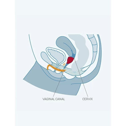 FUN FACTORY - FUN CUP SINGLE GRÖSSE B TRAUBE